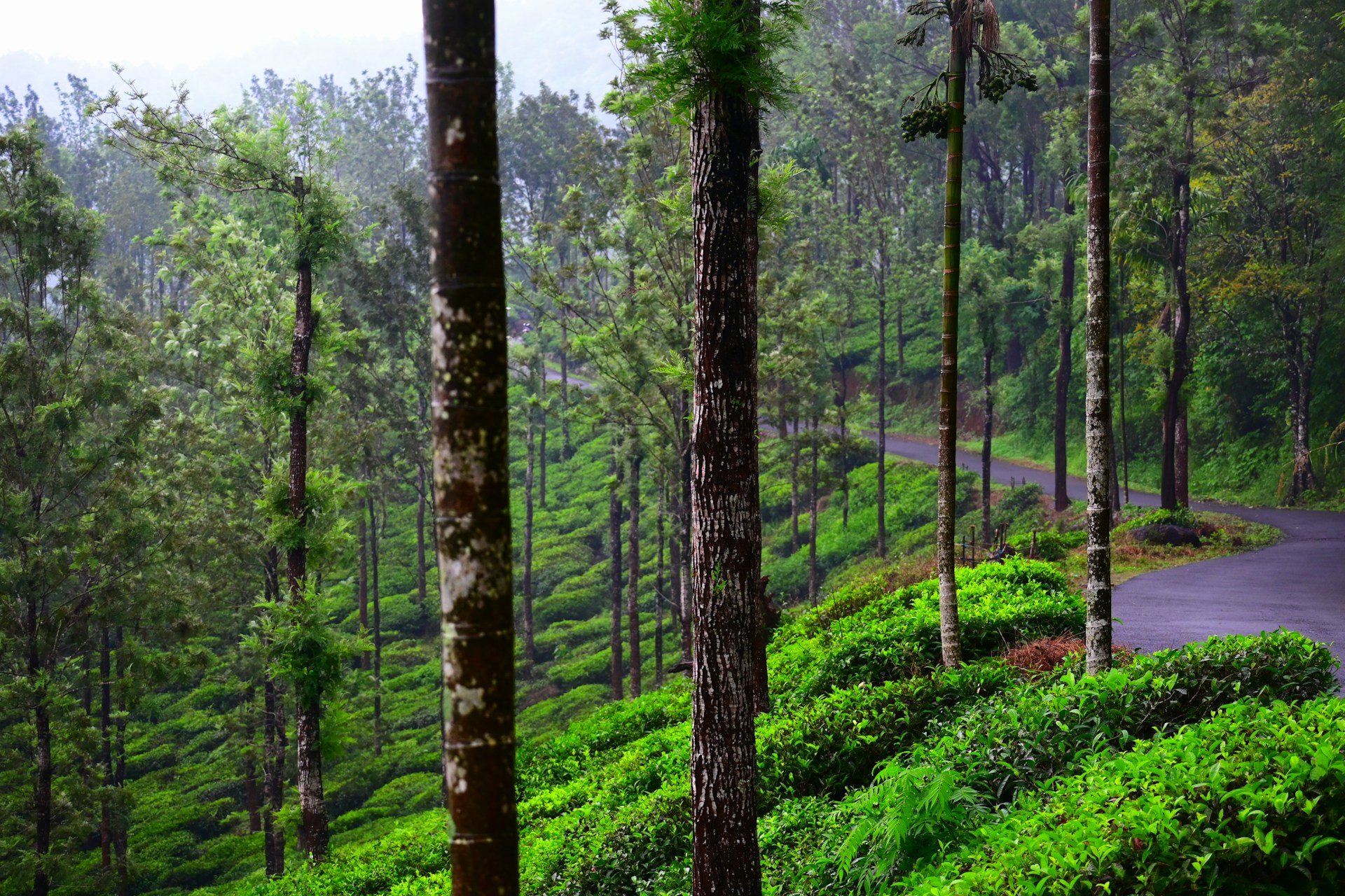 Wayanad